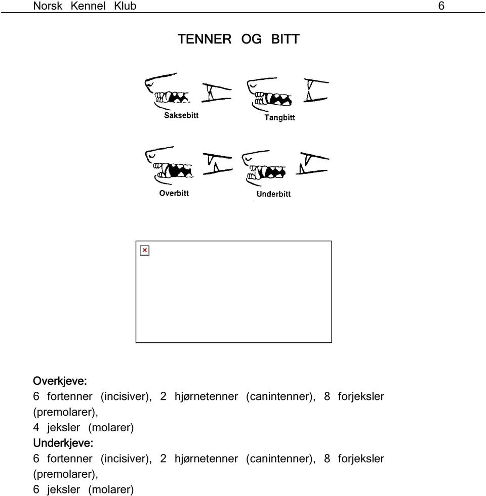 (premolarer), 4 jeksler (molarer) Underkjeve: 6 fortenner 