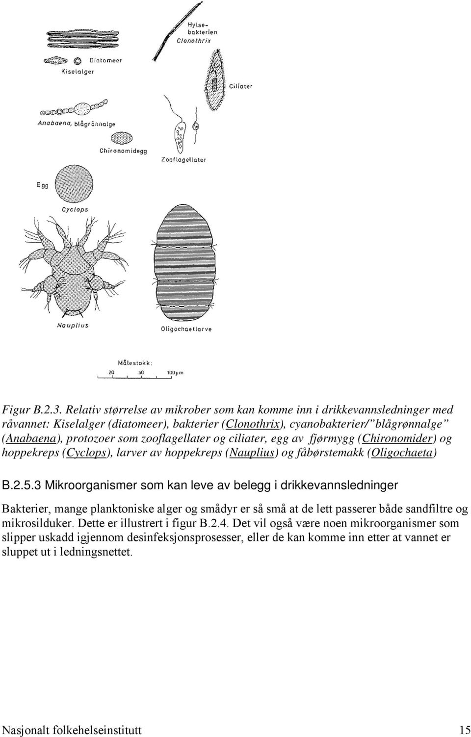 zooflagellater og ciliater, egg av fjørmygg (Chironomider) og hoppekreps (Cyclops), larver av hoppekreps (Nauplius) og fåbørstemakk (Oligochaeta) B.2.5.