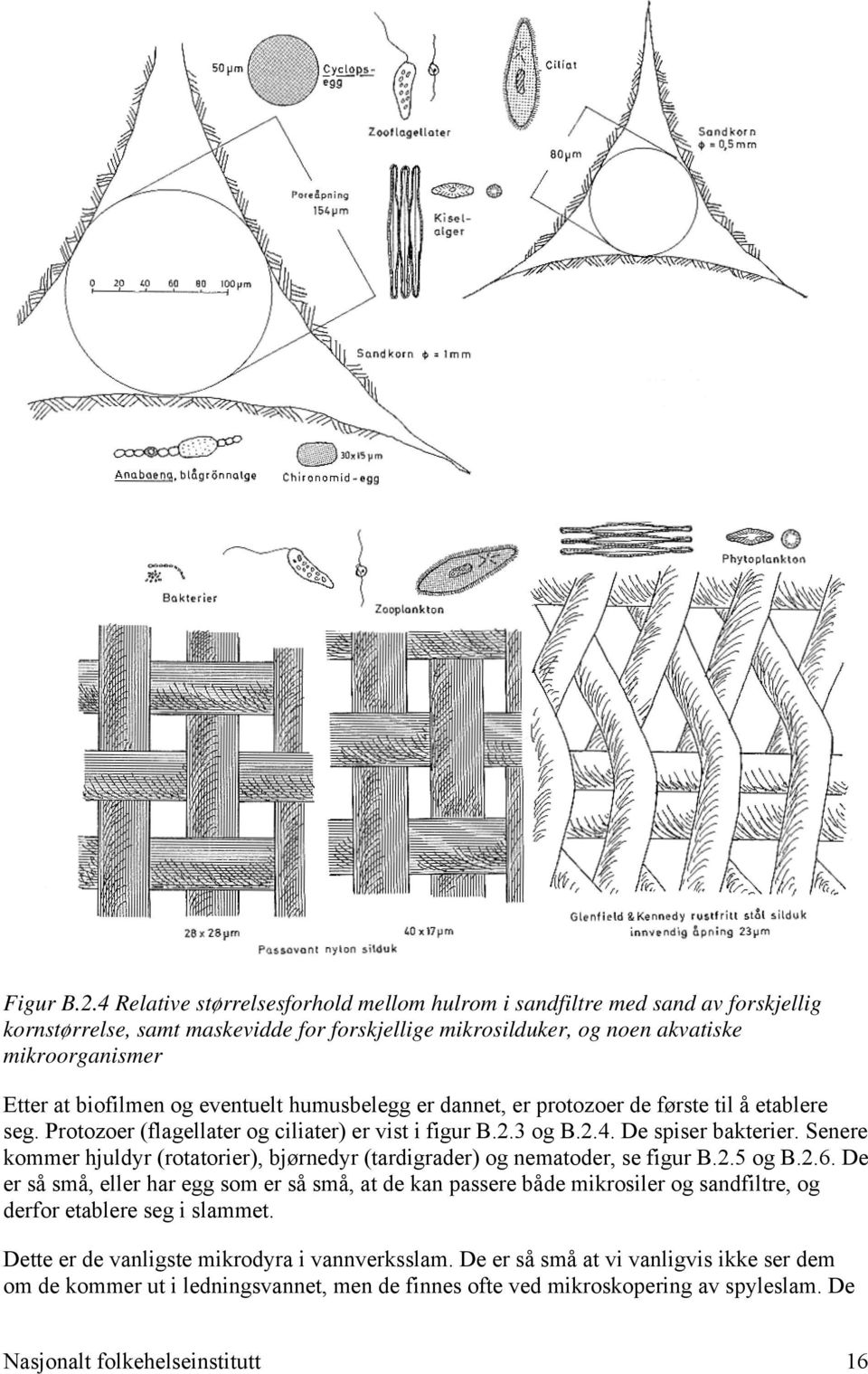 eventuelt humusbelegg er dannet, er protozoer de første til å etablere seg. Protozoer (flagellater og ciliater) er vist i figur B.2.3 og B.2.4. De spiser bakterier.