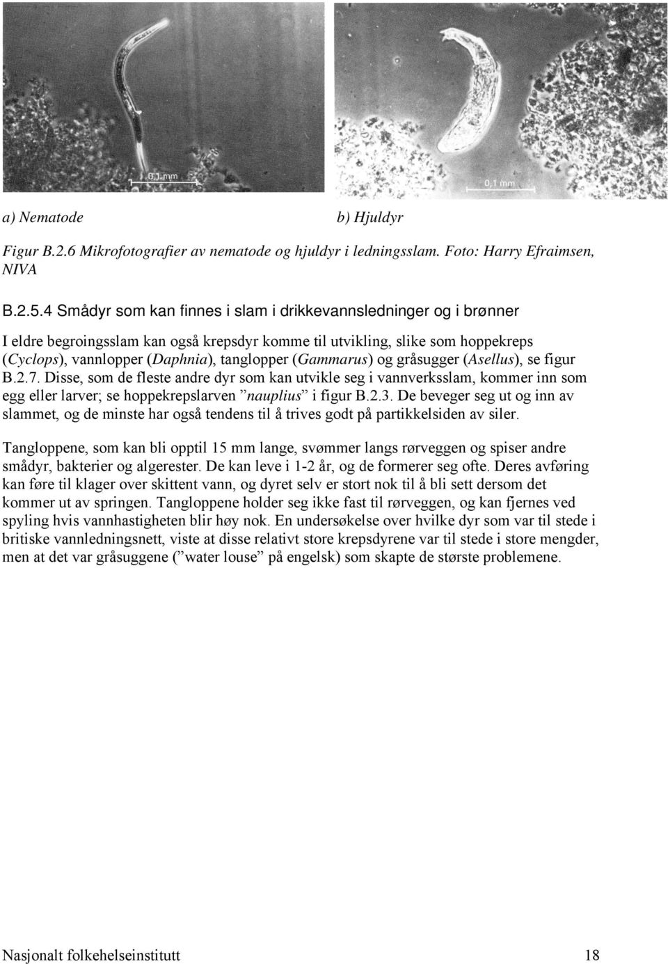 (Gammarus) og gråsugger (Asellus), se figur B.2.7. Disse, som de fleste andre dyr som kan utvikle seg i vannverksslam, kommer inn som egg eller larver; se hoppekrepslarven nauplius i figur B.2.3.