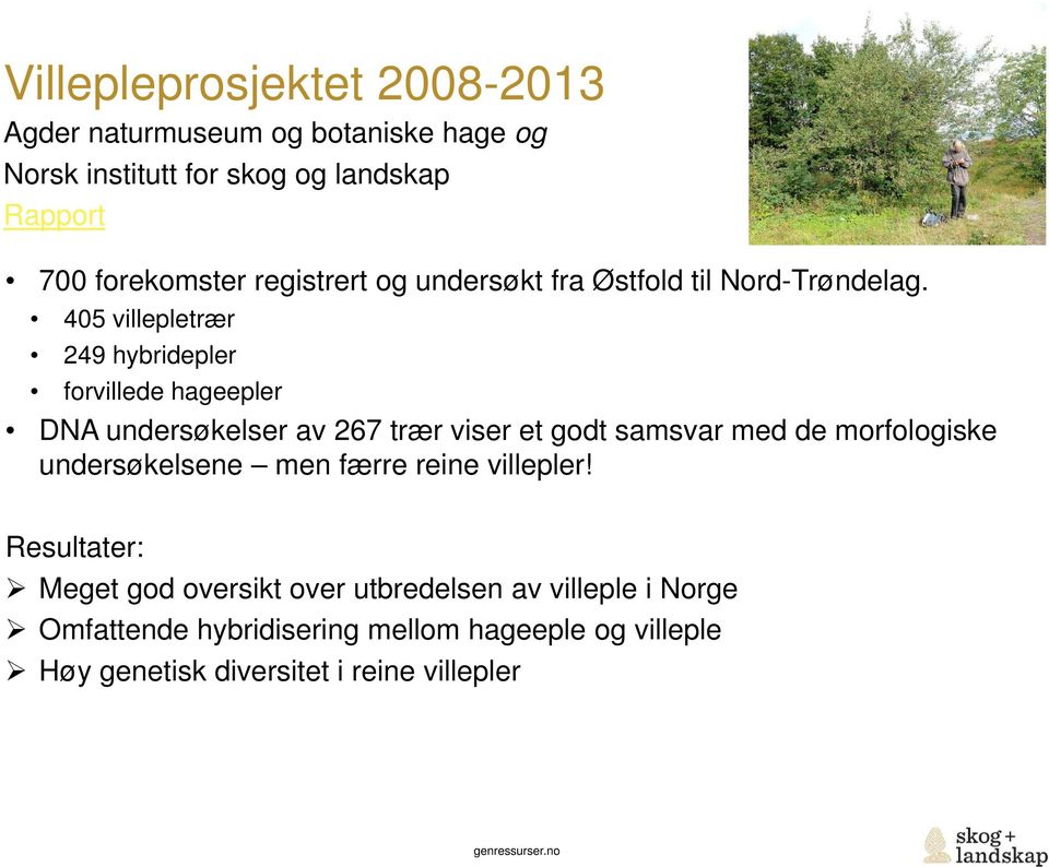 405 villepletrær 249 hybridepler forvillede hageepler DNA undersøkelser av 267 trær viser et godt samsvar med de morfologiske