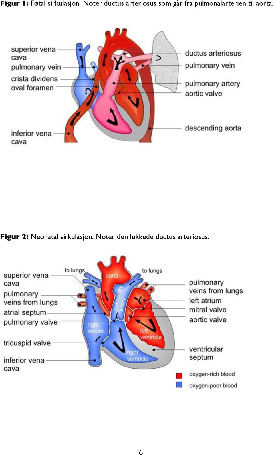 pulmonalarterien til aorta.