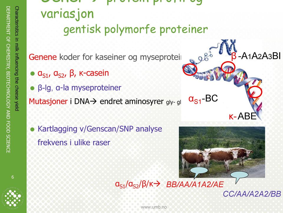 Mutasjoner i DNA endret aminosyrer gly- glu Kartlagging v/genscan/snp analyse