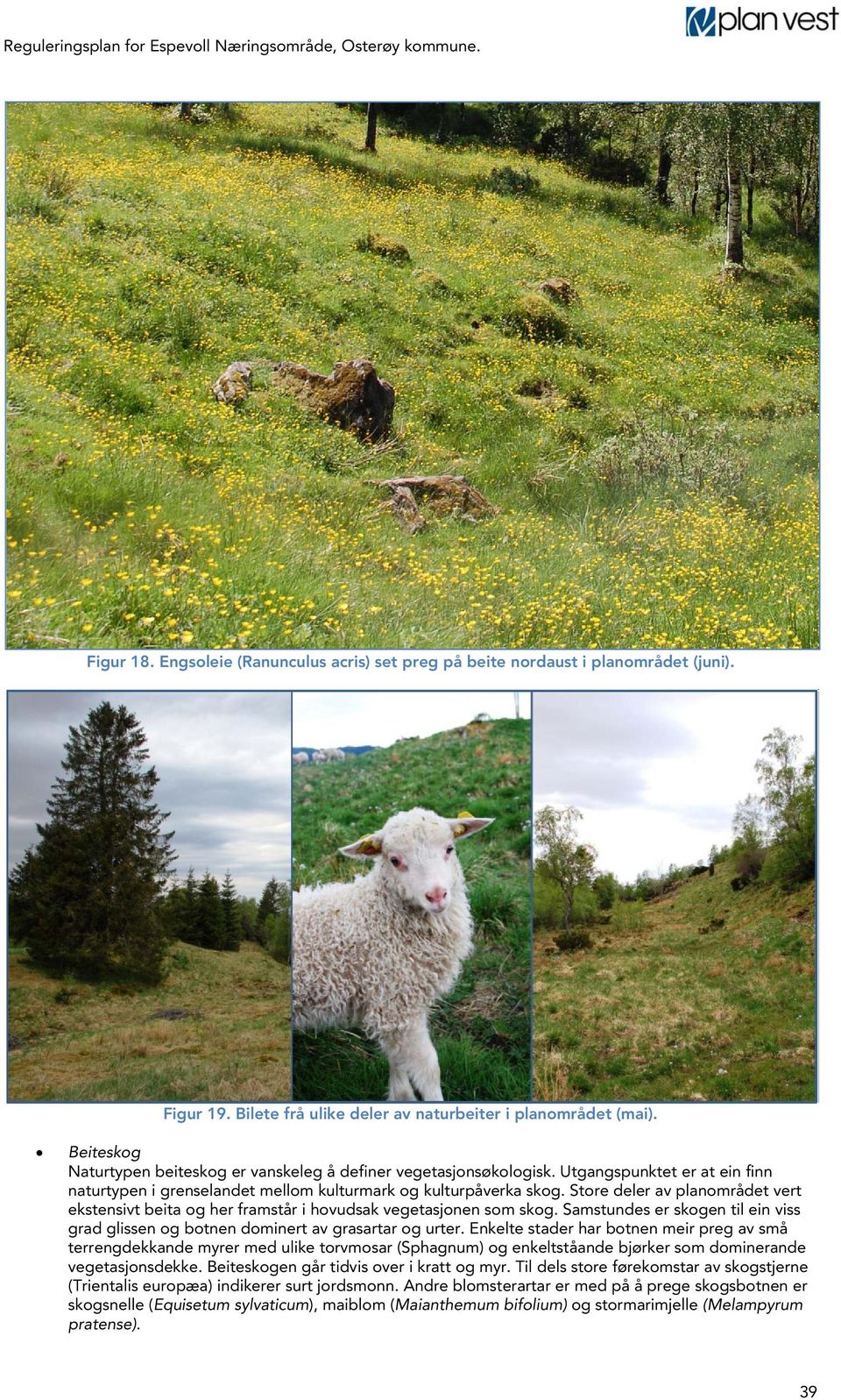 Store deler av planområdet vert ekstensivt beita og her framstår i hovudsak vegetasjonen som skog. Samstundes er skogen til ein viss grad glissen og botnen dominert av grasartar og urter.