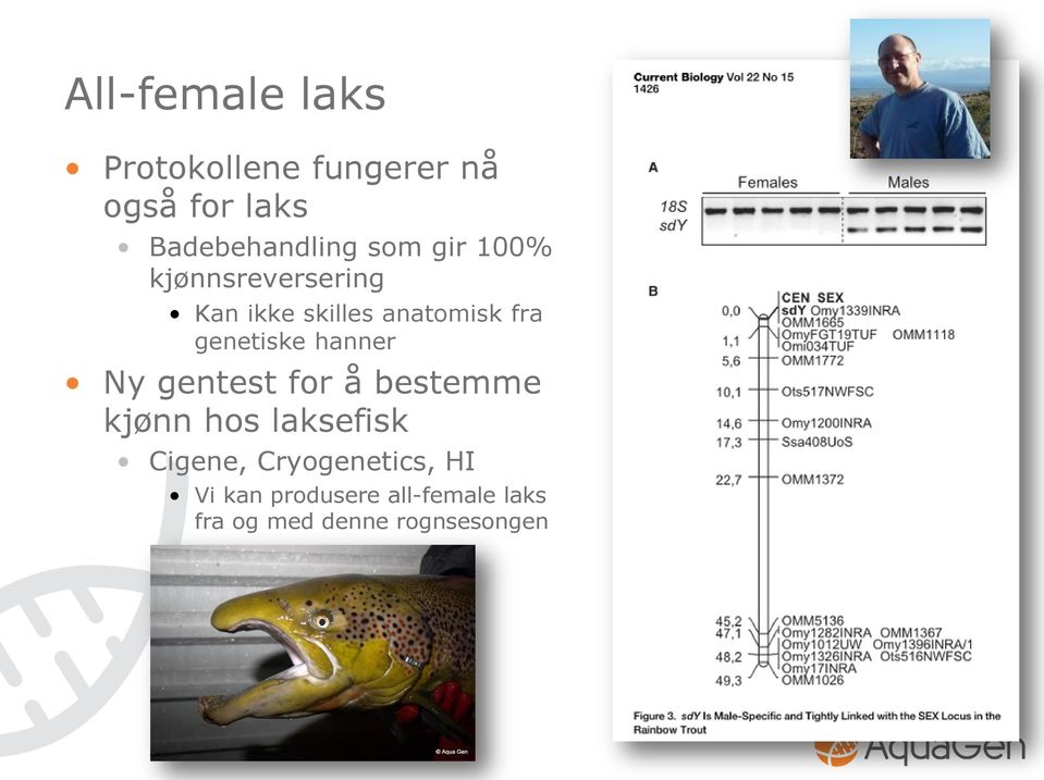 genetiske hanner Ny gentest for å bestemme kjønn hos laksefisk Cigene,