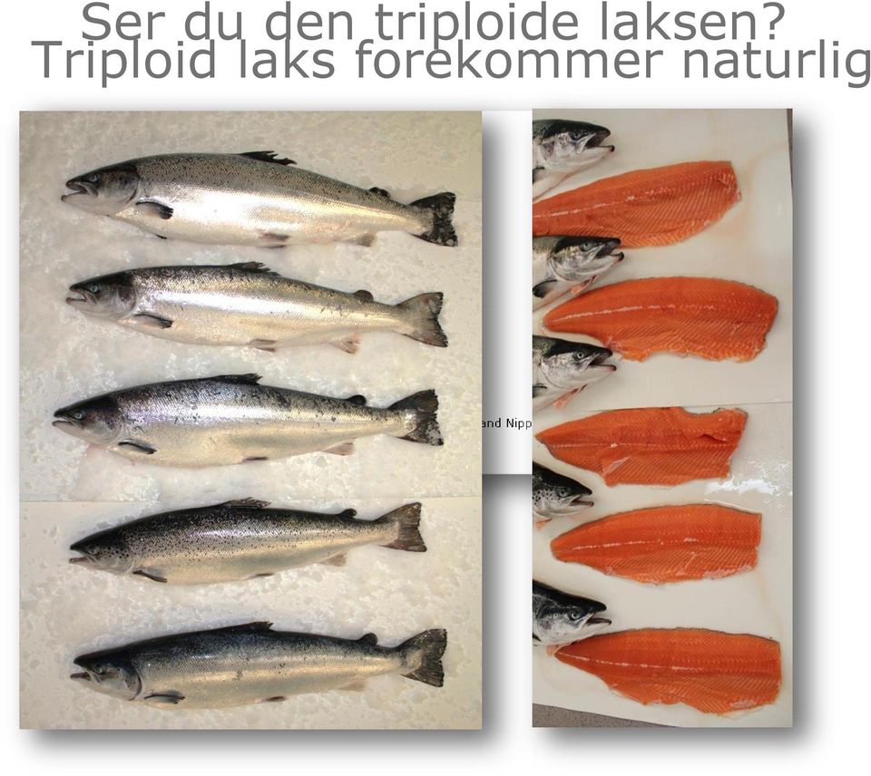 laksen?