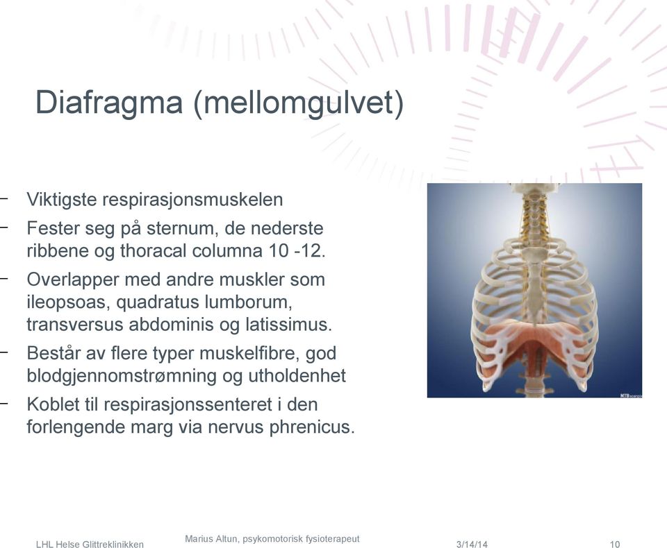 Overlapper med andre muskler som ileopsoas, quadratus lumborum, transversus abdominis og