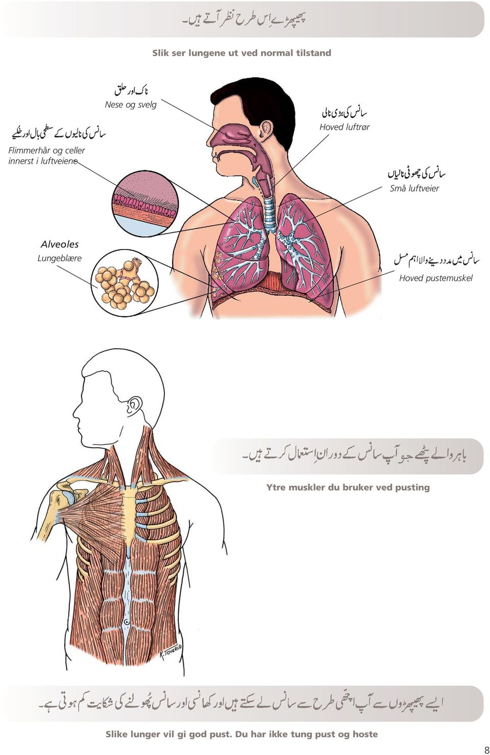 Alveoles Lungeblære Hoved pustemuskel Ytre muskler du bruker ved