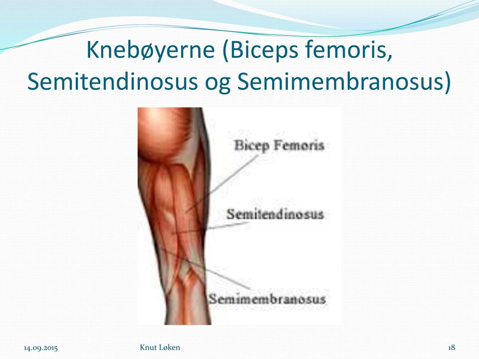 Semitendinosus og