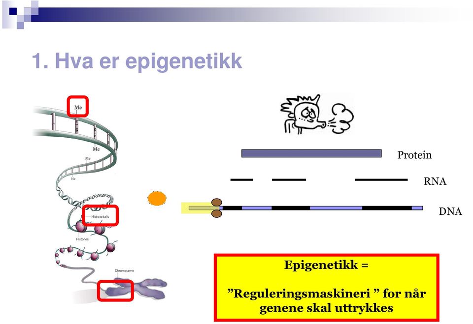 Epigenetikk =