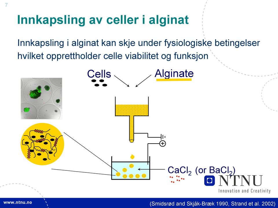 opprettholder celle viabilitet og funksjon Cells Alginate