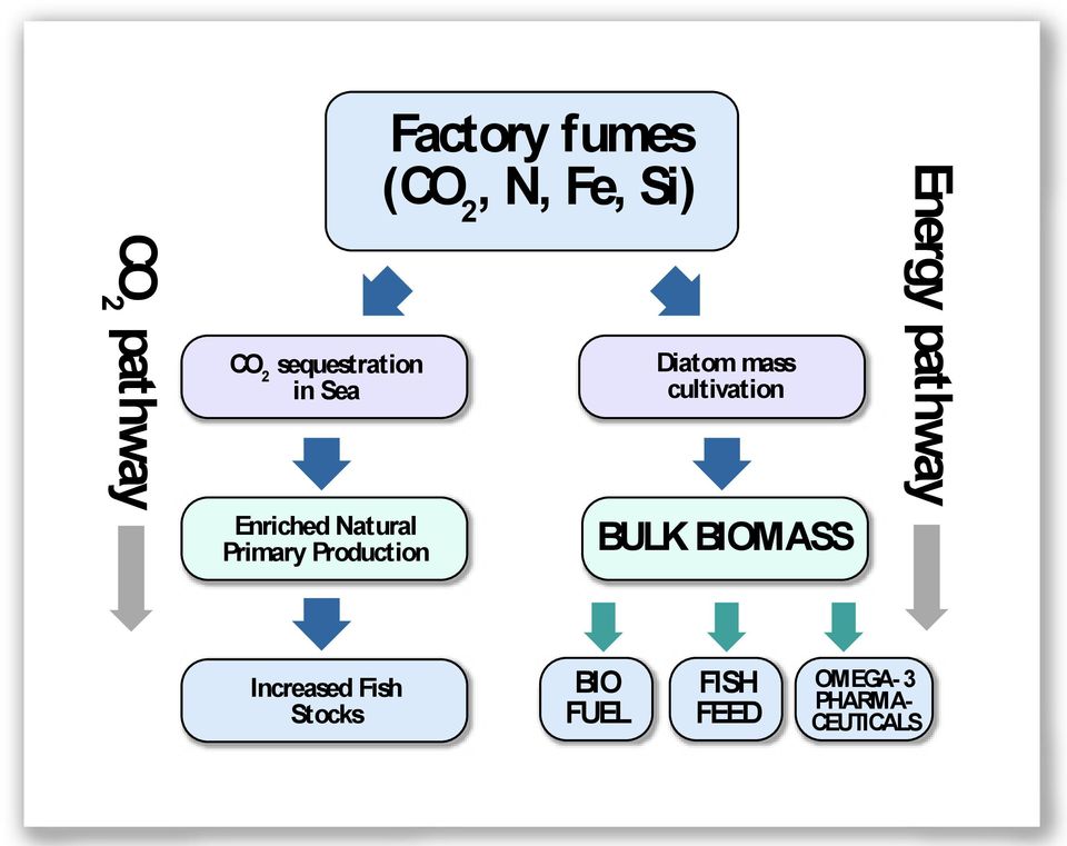 Enriched Natural Primary Production BULK BIOMASS