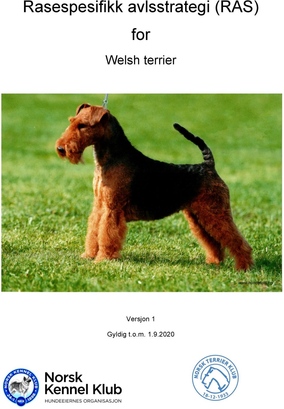 for Welsh terrier