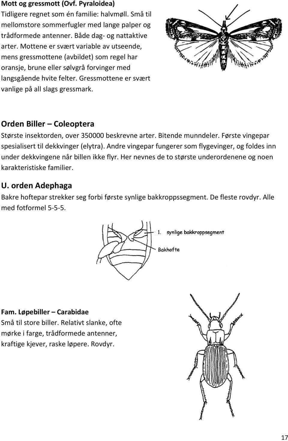 Gressmottene er svært vanlige på all slags gressmark. Orden Biller Coleoptera Største insektorden, over 350000 beskrevne arter. Bitende munndeler. Første vingepar spesialisert til dekkvinger (elytra).