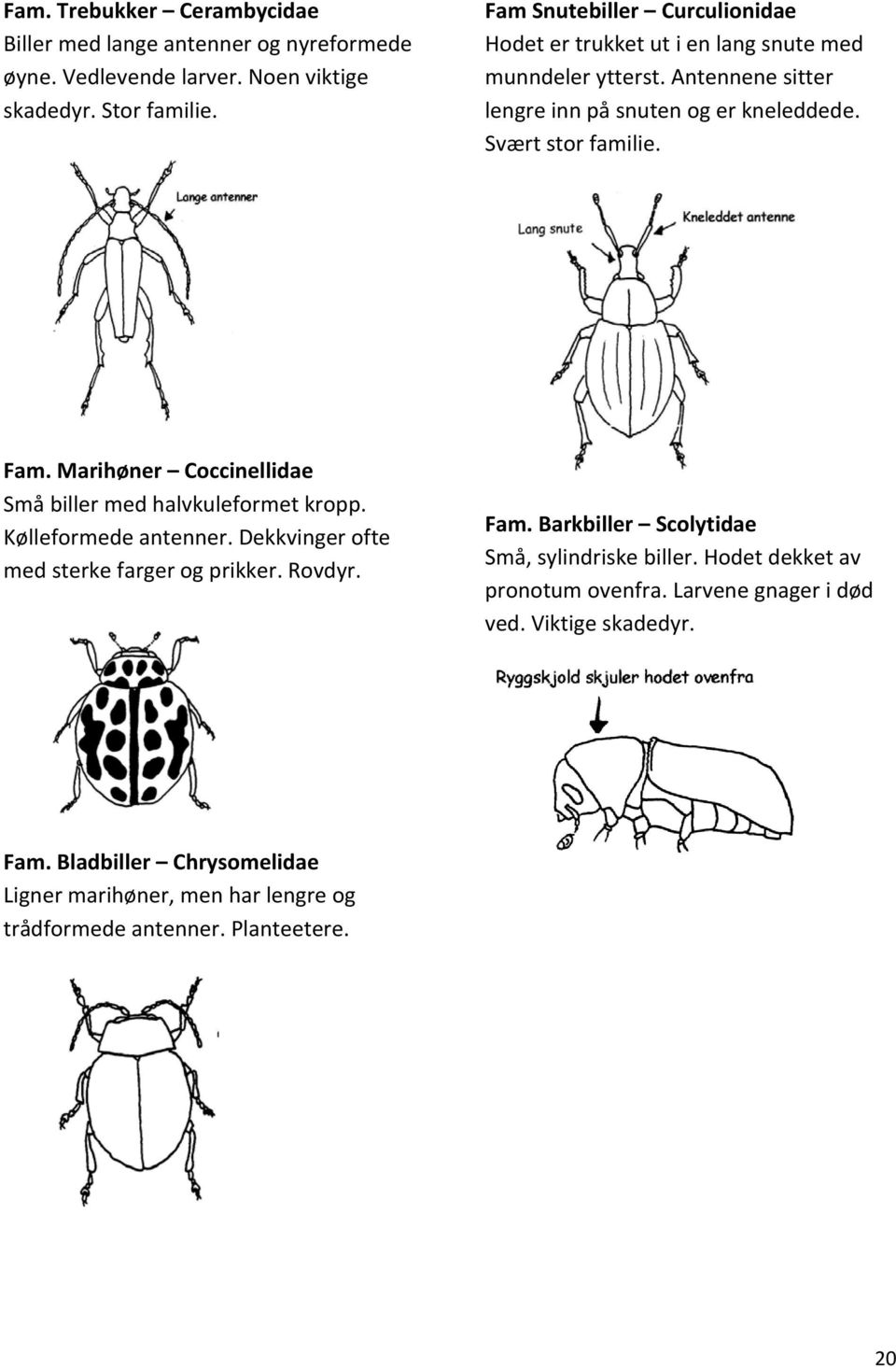 Fam. Marihøner Coccinellidae Små biller med halvkuleformet kropp. Kølleformede antenner. Dekkvinger ofte med sterke farger og prikker. Rovdyr. Fam.