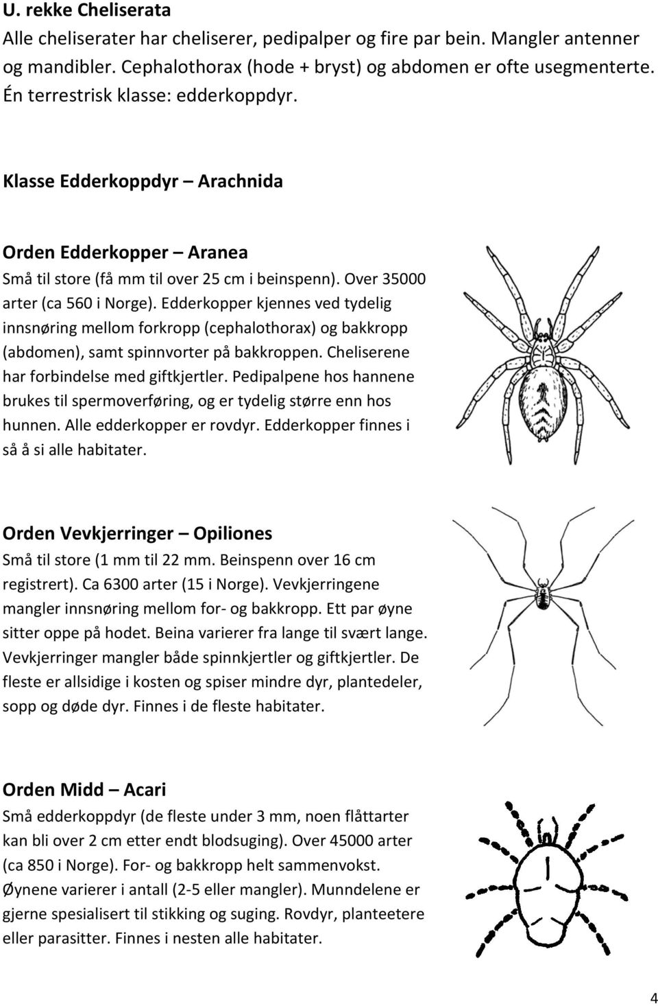Edderkopper kjennes ved tydelig innsnøring mellom forkropp (cephalothorax) og bakkropp (abdomen), samt spinnvorter på bakkroppen. Cheliserene har forbindelse med giftkjertler.