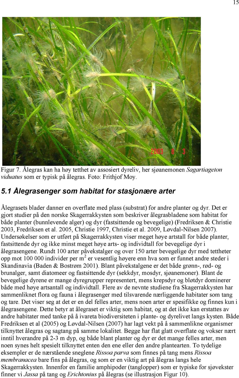 Det er gjort studier på den norske Skagerrakkysten som beskriver ålegrasbladene som habitat for både planter (bunnlevende alger) og dyr (fastsittende og bevegelige) (Fredriksen & Christie 2003,