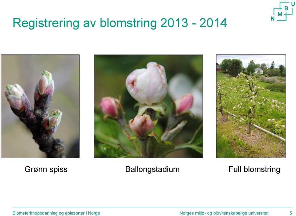 Blomsterknoppdanning og eplesorter i Norge