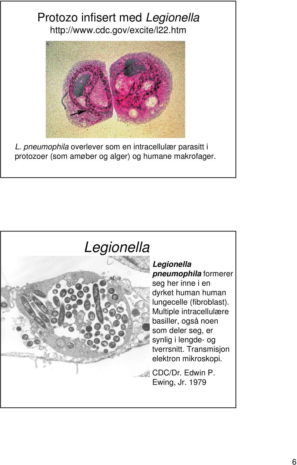 Legionella Legionella pneumophila formerer seg her inne i en dyrket human human lungecelle (fibroblast).