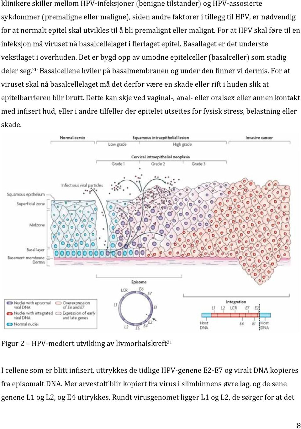 Det er bygd opp av umodne epitelceller (basalceller) som stadig deler seg. 20 Basalcellene hviler på basalmembranen og under den finner vi dermis.