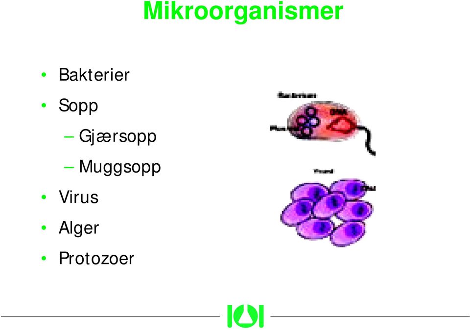 Gjærsopp Muggsopp