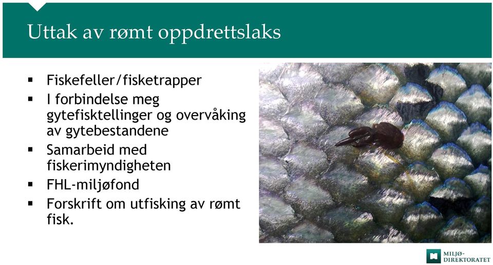 gytefisktellinger og overvåking av gytebestandene