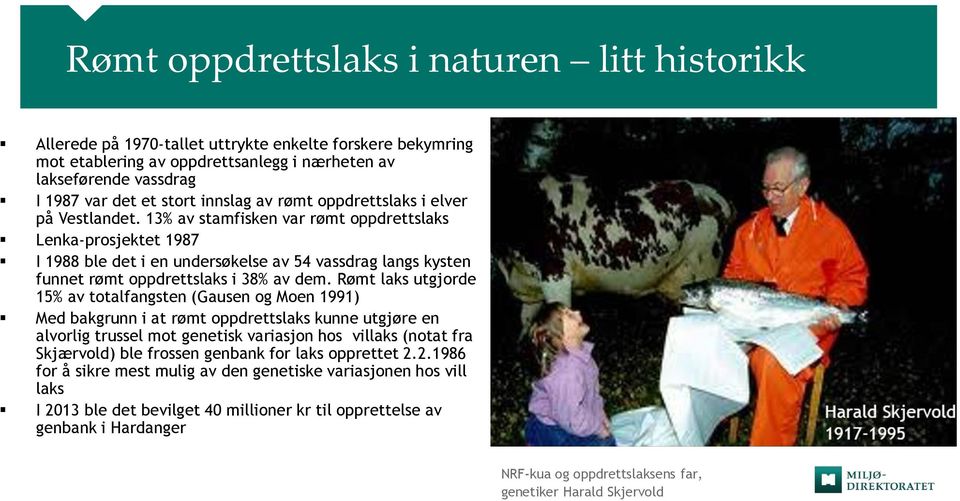 13% av stamfisken var rømt oppdrettslaks Lenka-prosjektet 1987 I 1988 ble det i en undersøkelse av 54 vassdrag langs kysten funnet rømt oppdrettslaks i 38% av dem.