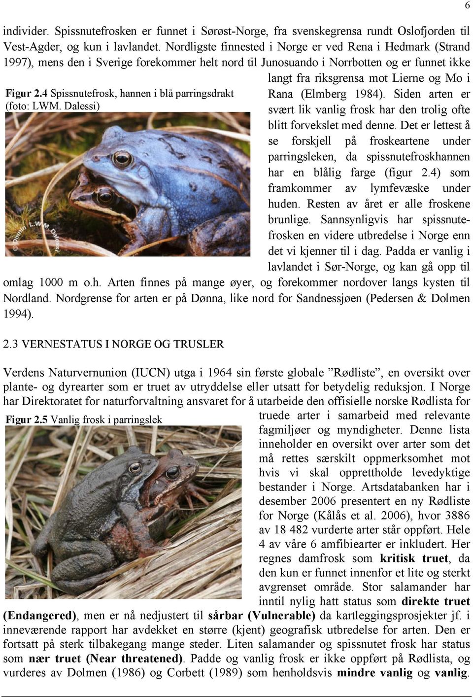 4 Spissnutefrosk, hannen i blå parringsdrakt (foto: LWM. Dalessi) langt fra riksgrensa mot Lierne og Mo i Rana (Elmberg 1984).