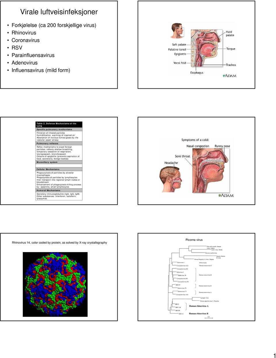 Pulmonary reflexes Reflex mechanisms to expel foreign particles: reflexly shallow breathing, temporary cessation of respiration, laryngospasm, bronchospasm Closure of epiglottis (prevents aspiration