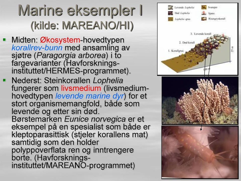 Nederst: Steinkorallen Lophelia fungerer som livsmedium (livsmediumhovedtypen levende marine dyr) for et stort organismemangfold, både som levende