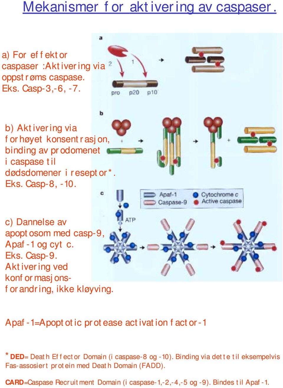 c) Dannelse av apoptosom med casp-9, Apaf-1 og cyt c. Eks. Casp-9. Aktivering ved konformasjonsforandring, ikke kløyving.