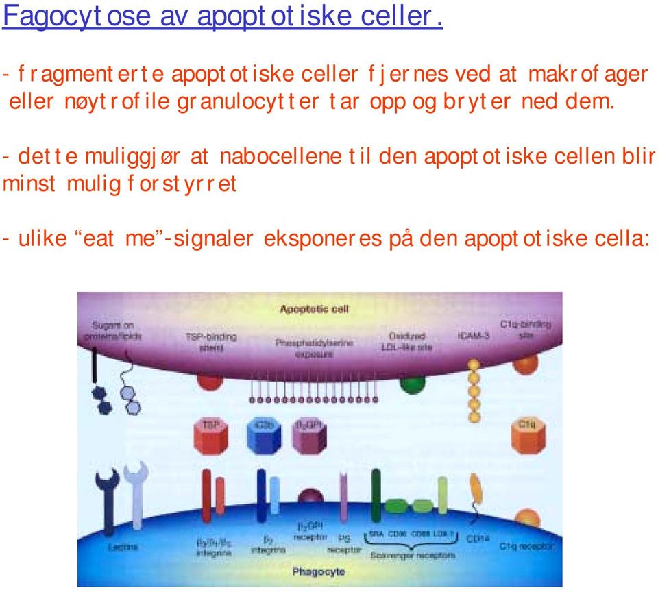 nøytrofile granulocytter tar opp og bryter ned dem.