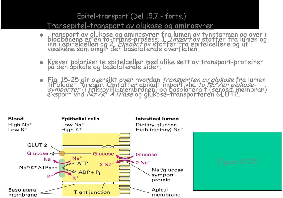 Import av stoffer fra lumen og inn i epitelcellen og 2. Eksport av stoffer fra epitelcellene og ut i væskene som omgir den basolaterale overflaten.