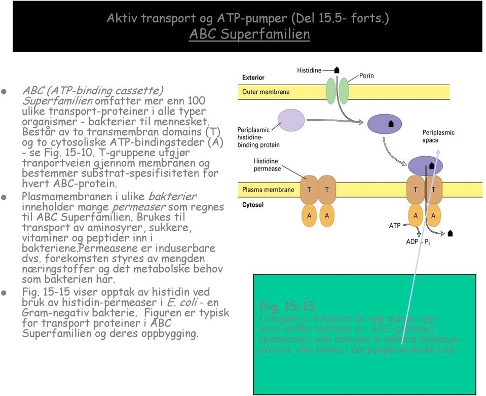 Består av to transmembran domains (T) og to cytosoliske ATP-bindingsteder (A) - se Fig. 15-10.