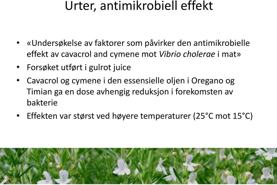 Cavacrol og cymene i den essensielle oljen i Oregano og Timian ga en dose avhengig