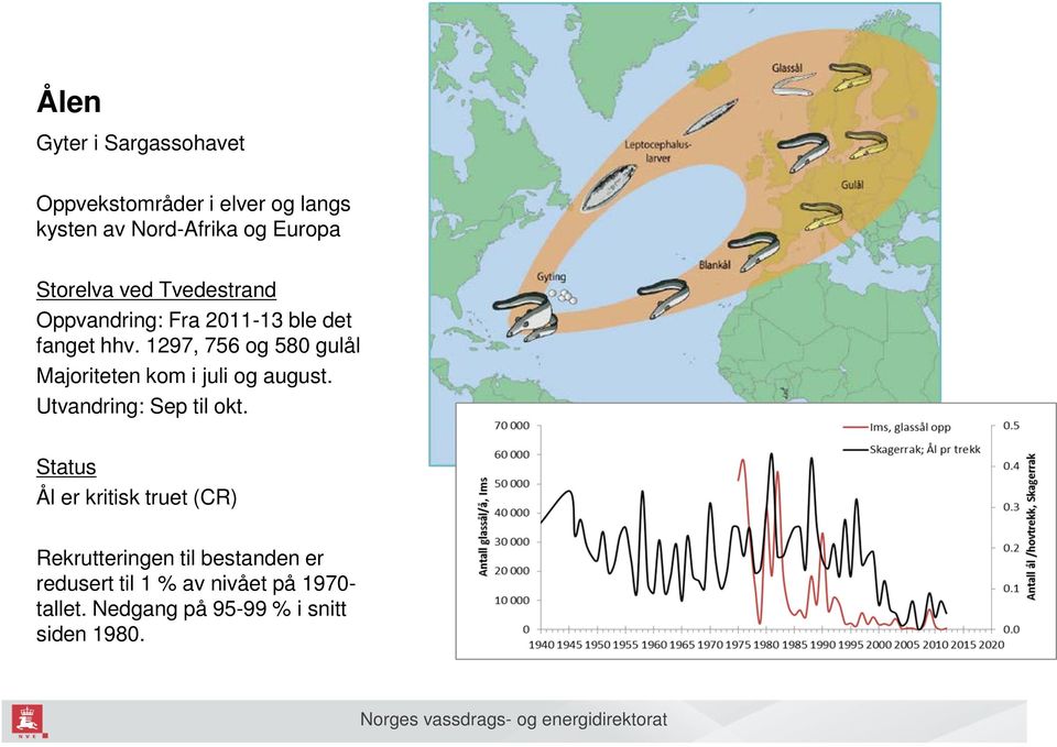 1297, 756 og 580 gulål Majoriteten kom i juli og august. Utvandring: Sep til okt.