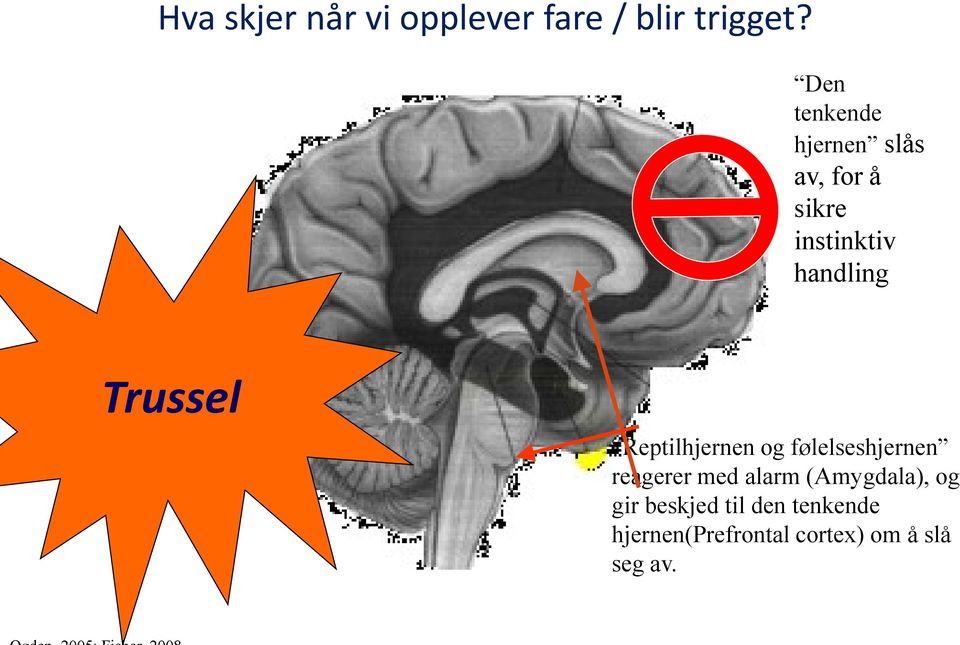 Trussel Reptilhjernen og følelseshjernen reagerer med alarm