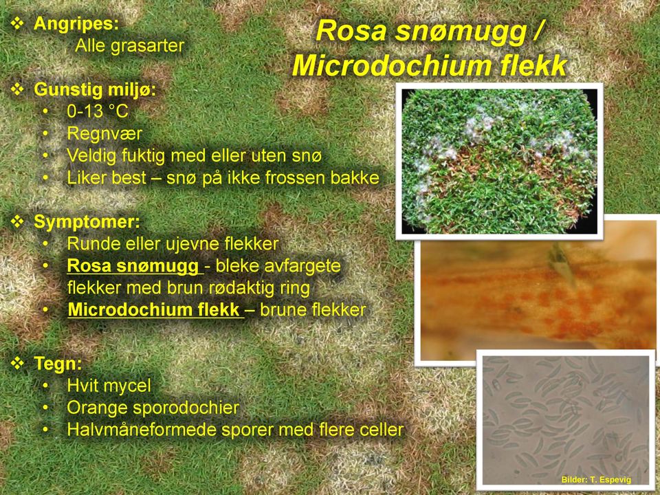 avfargete flekker med brun rødaktig ring Microdochium flekk brune flekker Rosa snømugg /