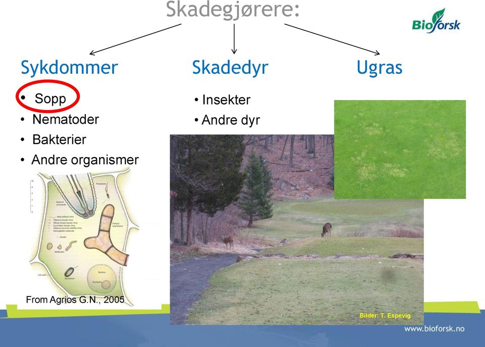 Andre organismer Insekter Andre dyr