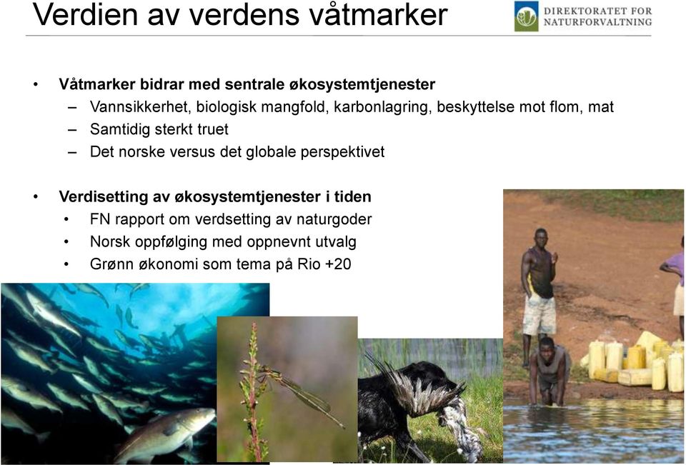 norske versus det globale perspektivet Verdisetting av økosystemtjenester i tiden FN rapport