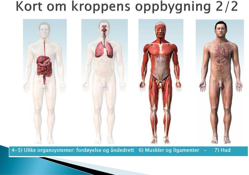 fordøyelse og