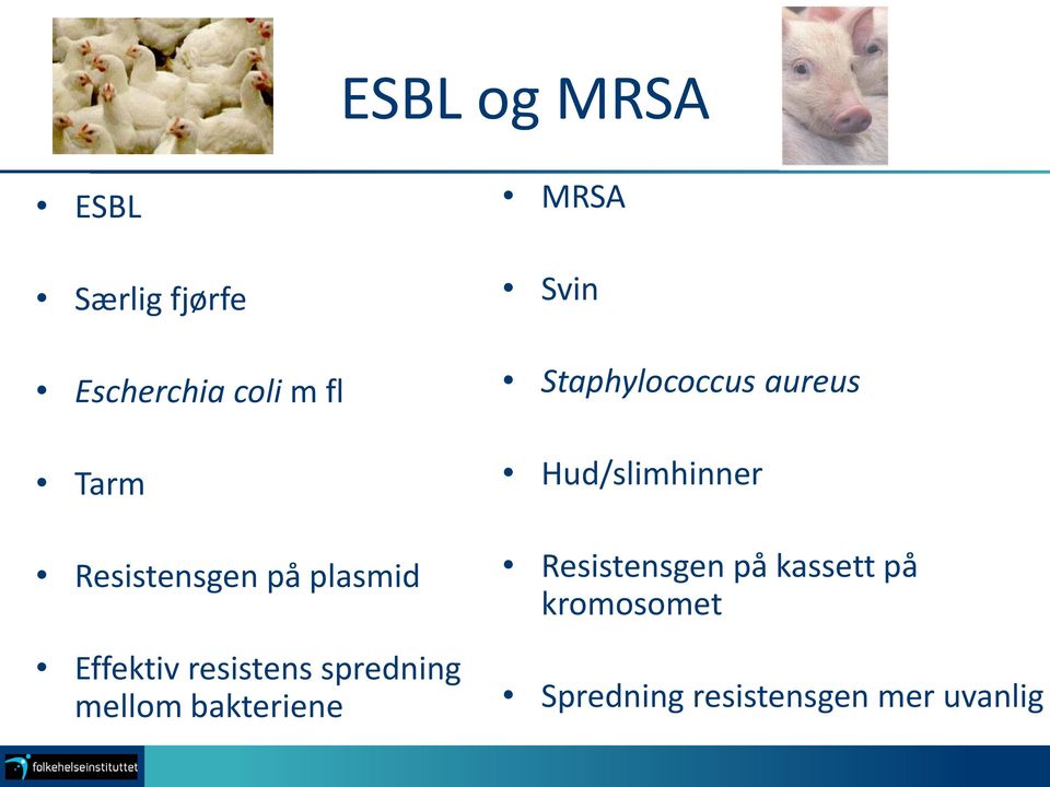 bakteriene MRSA Svin Staphylococcus aureus Hud/slimhinner