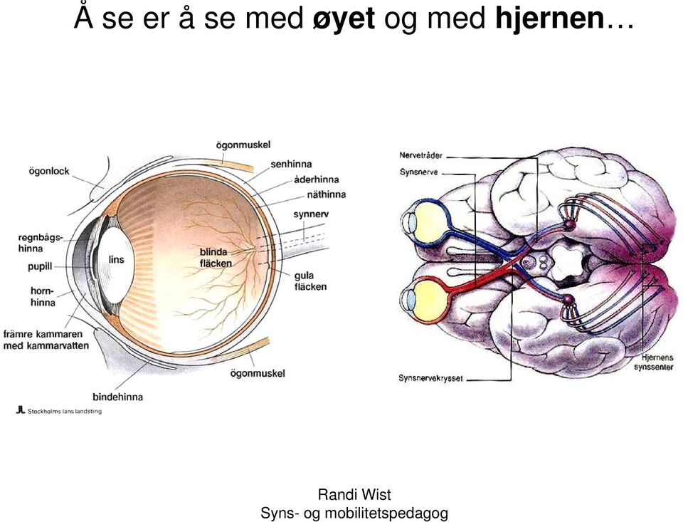 øyet og