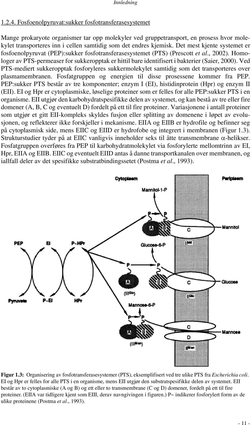 kjemisk. Det mest kjente systemet er fosfoenolpyruvat (PEP):sukker fosfotransferasesystemet (PTS) (Prescott et al., 2002).