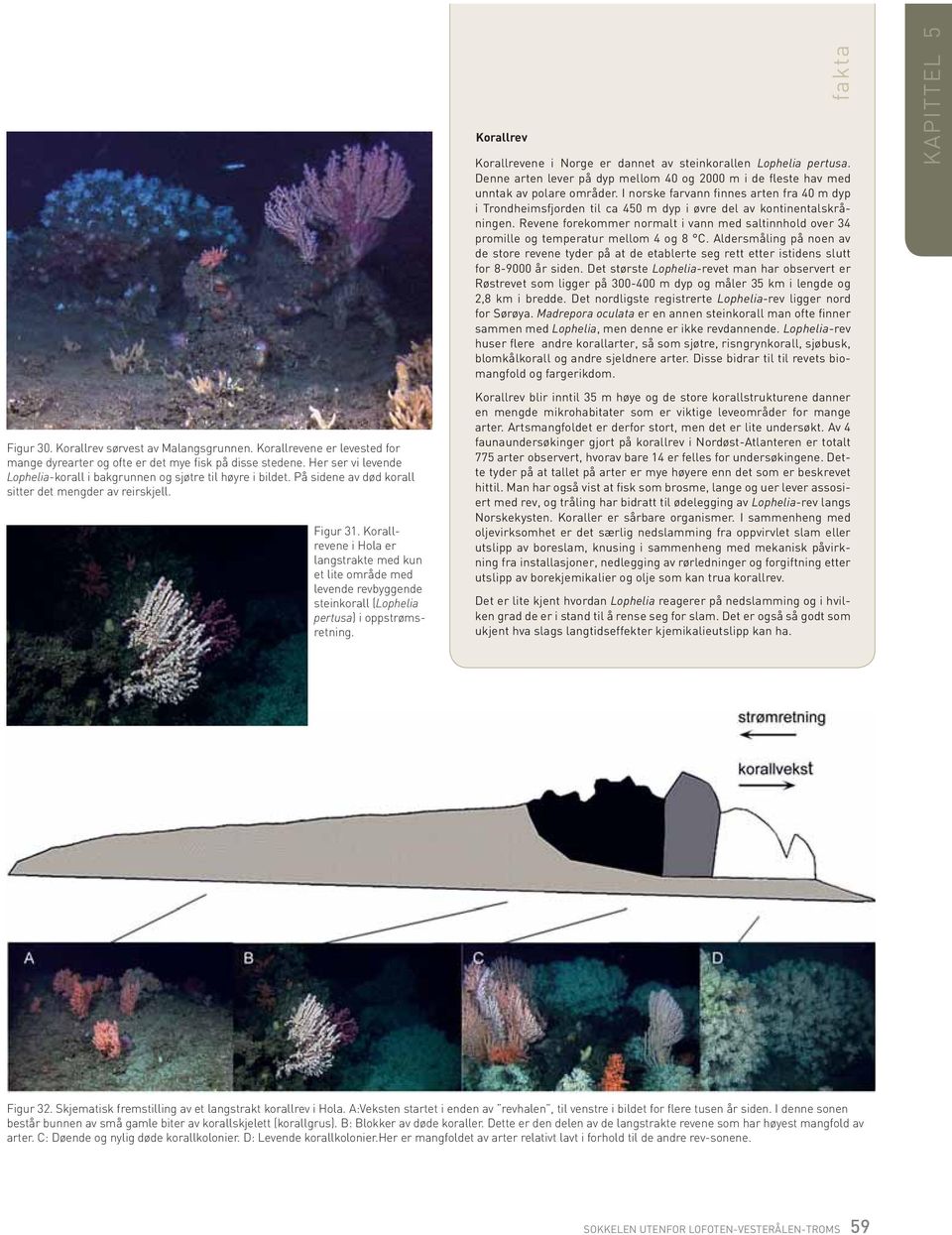 Korallrevene i Hola er langstrakte med kun et lite område med levende revbyggende stein korall (Lophelia pertusa) i oppstrømsretning.