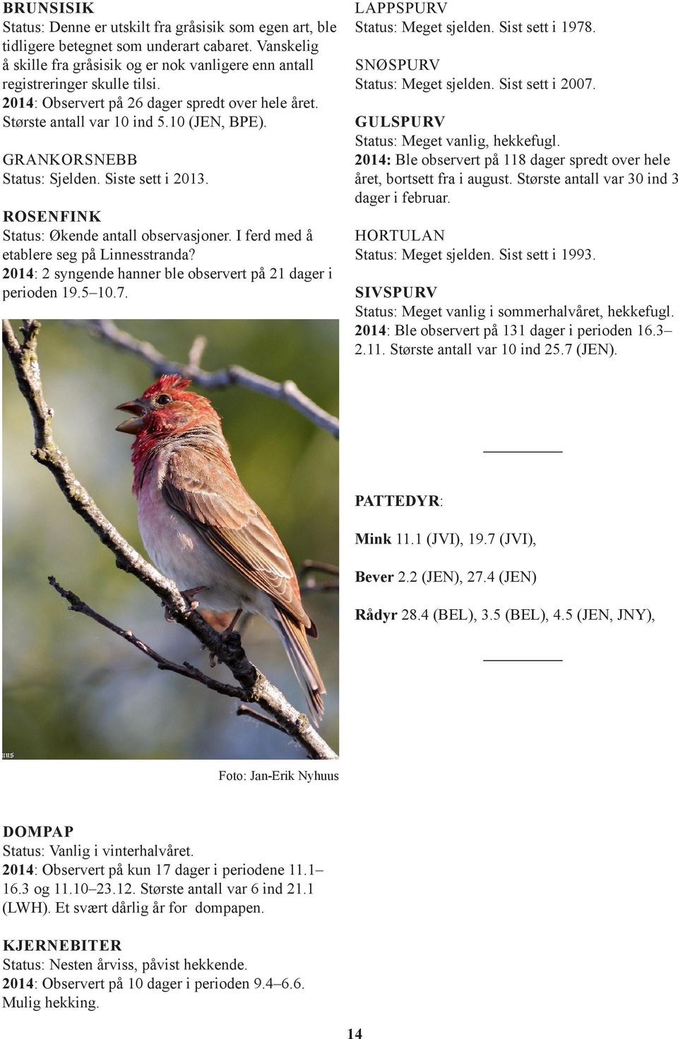I ferd med å etablere seg på Linnesstranda? 2014: 2 syngende hanner ble observert på 21 dager i perioden 19.5 10.7. LAPPSPURV Status: Meget sjelden. Sist sett i 1978. SNØSPURV Status: Meget sjelden.
