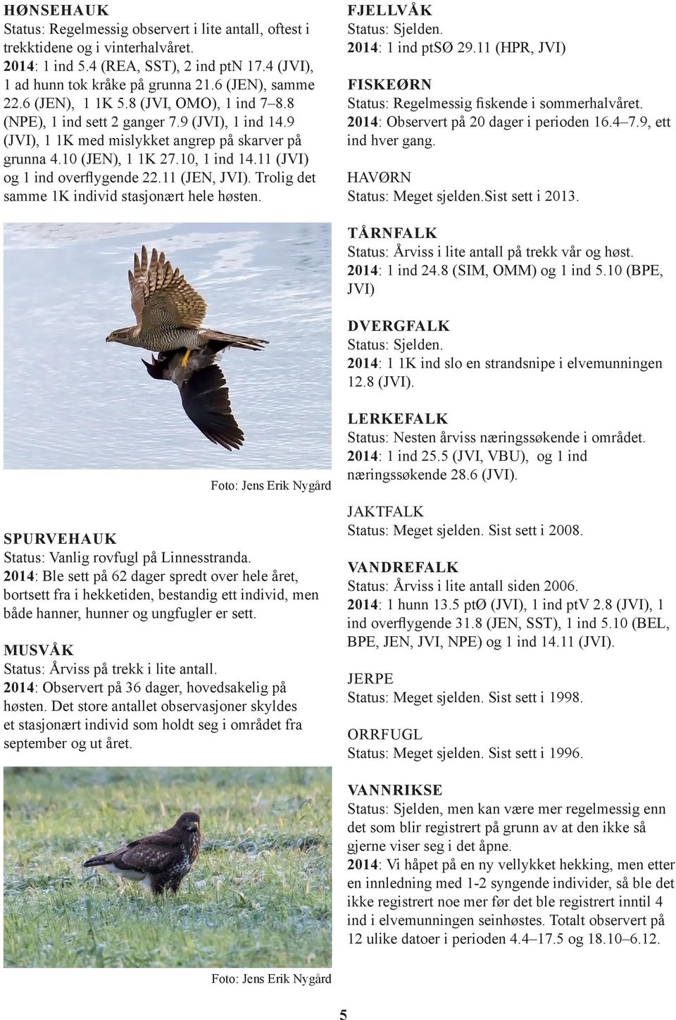 11 (JVI) og 1 ind overflygende 22.11 (JEN, JVI). Trolig det samme 1K individ stasjonært hele høsten. FJELLVÅK Status: Sjelden. 2014: 1 ind ptsø 29.