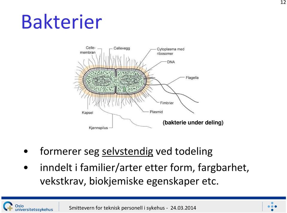 inndelt i familier/arter etter form,