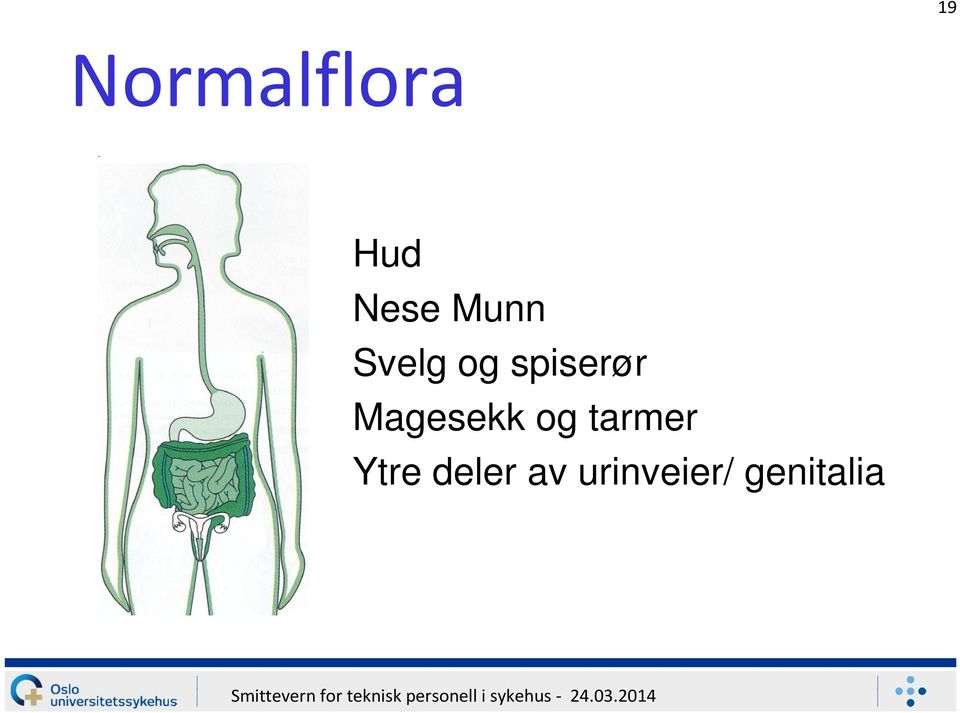 Magesekk og tarmer Ytre