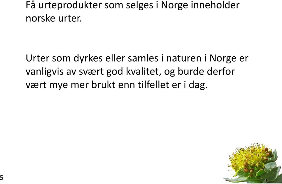 Urter som dyrkes eller samles i naturen i Norge er